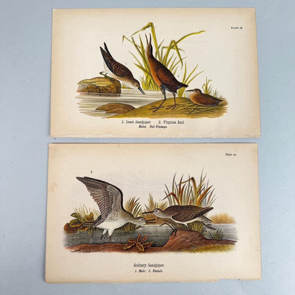 Vintage Bird Lithograph Prints Least Sandpiper Virginia Rail Solitary Sandpiper